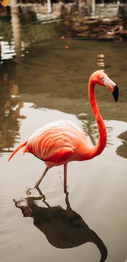 [2436x1125]火烈鸟 水面 羽毛 艳丽 苹果手机壁纸图片