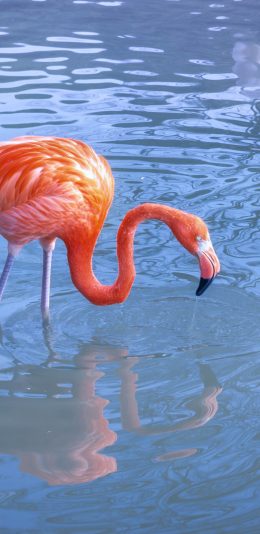[2436x1125]火烈鸟 水面 鸟类 群居 苹果手机壁纸图片