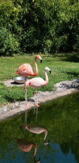 [2436x1125]火烈鸟 河岸 水边 鸟类 苹果手机壁纸图片