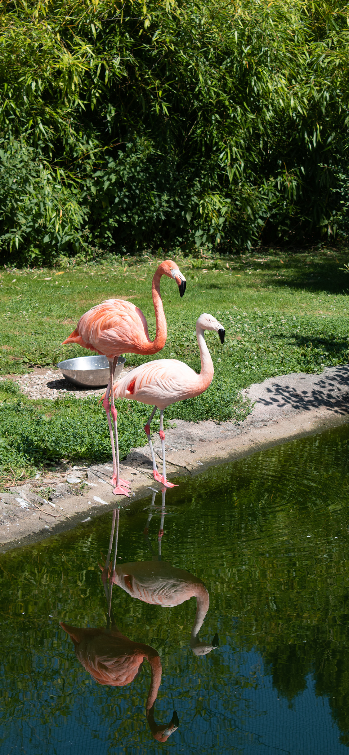 [2436×1125]火烈鸟 河岸 水边 鸟类 苹果手机壁纸图片