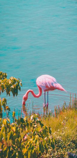 [2436x1125]火烈鸟 河岸 鸟类 觅食 苹果手机壁纸图片