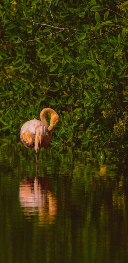 [2436x1125]火烈鸟 河岸 鸟类 野外 苹果手机壁纸图片