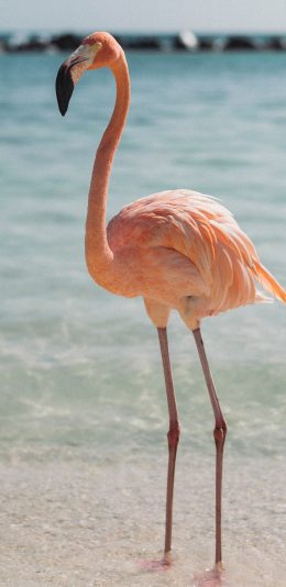 [2436x1125]火烈鸟 海滩 站立 羽毛 海水 苹果手机壁纸图片