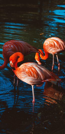 [2436x1125]火烈鸟 湖水 站立 羽毛 翅膀 苹果手机壁纸图片