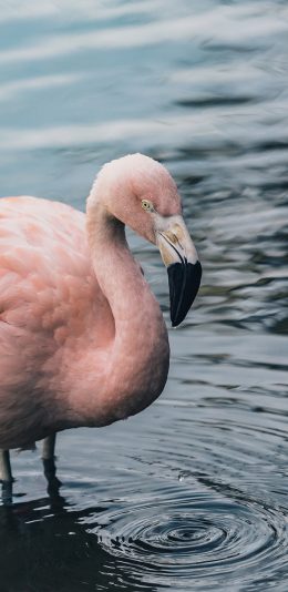[2436x1125]火烈鸟 湖水 野生 波纹 苹果手机壁纸图片
