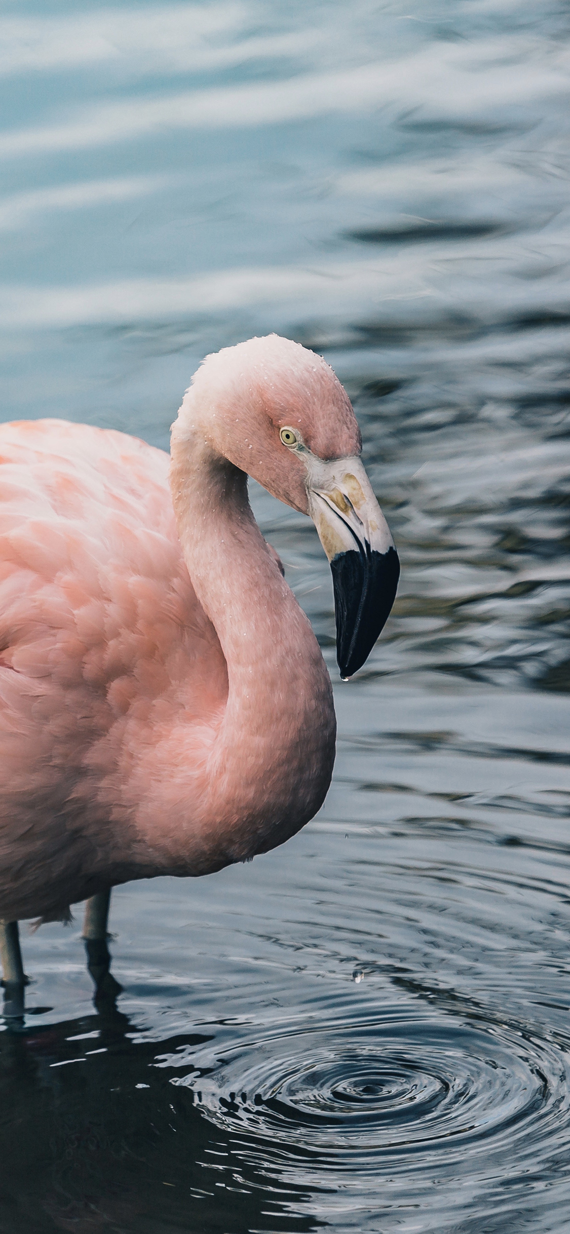 [2436×1125]火烈鸟 湖水 野生 波纹 苹果手机壁纸图片