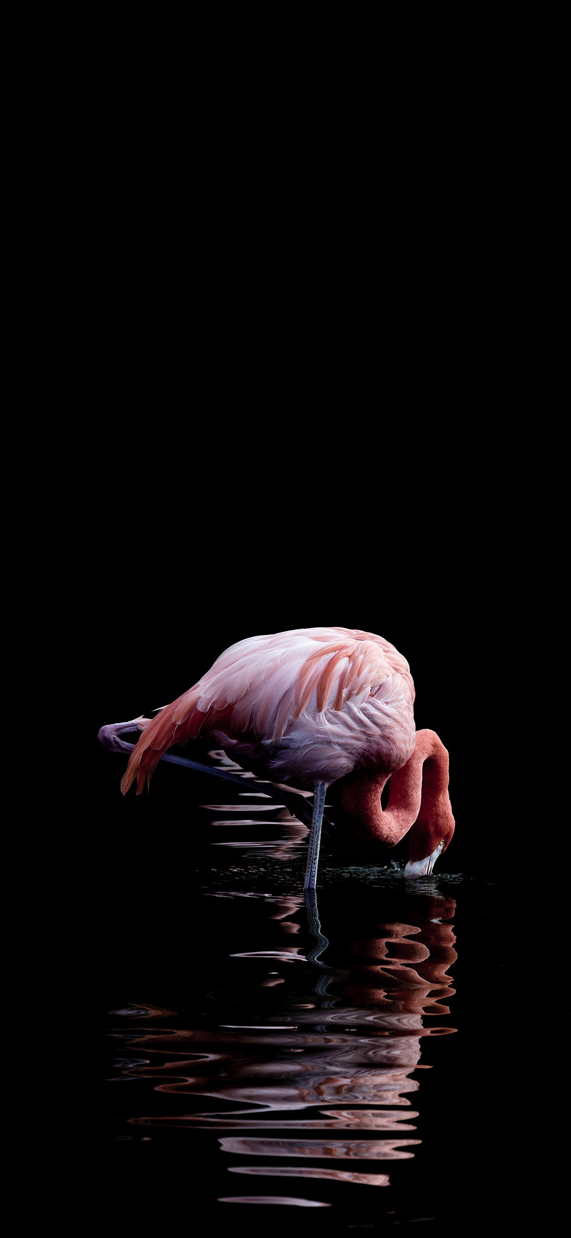 [2436×1125]火烈鸟 湖水 野生 波纹 黑暗 倒影 苹果手机壁纸图片