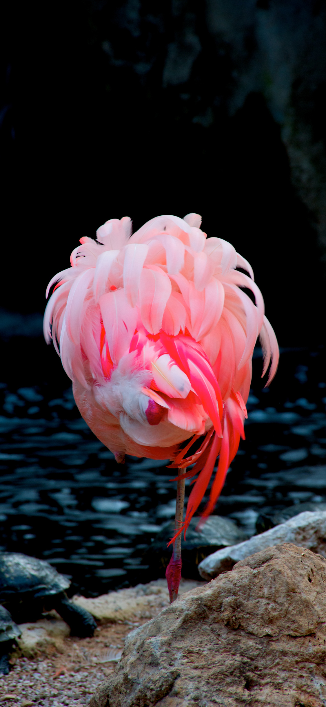 [2436×1125]火烈鸟 湖边 栖息 粉色 苹果手机壁纸图片