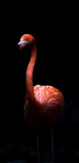 [2436x1125]火烈鸟 特写 黑暗  羽毛 苹果手机壁纸图片