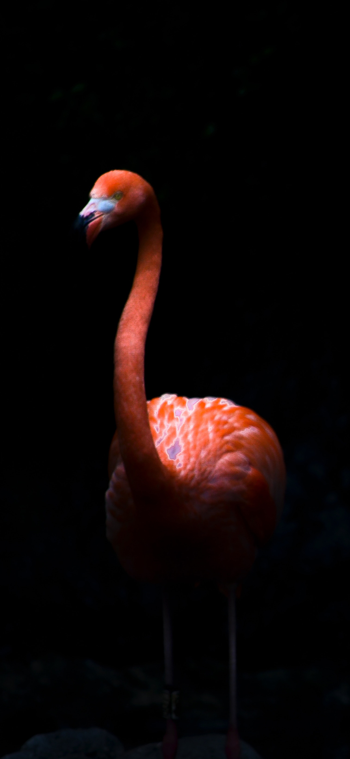 [2436×1125]火烈鸟 特写 黑暗  羽毛 苹果手机壁纸图片