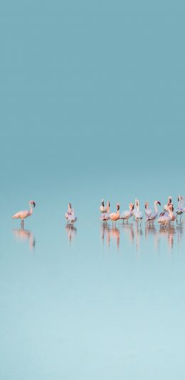 [2436x1125]火烈鸟 站立 种群 蓝色 倒影 苹果手机壁纸图片
