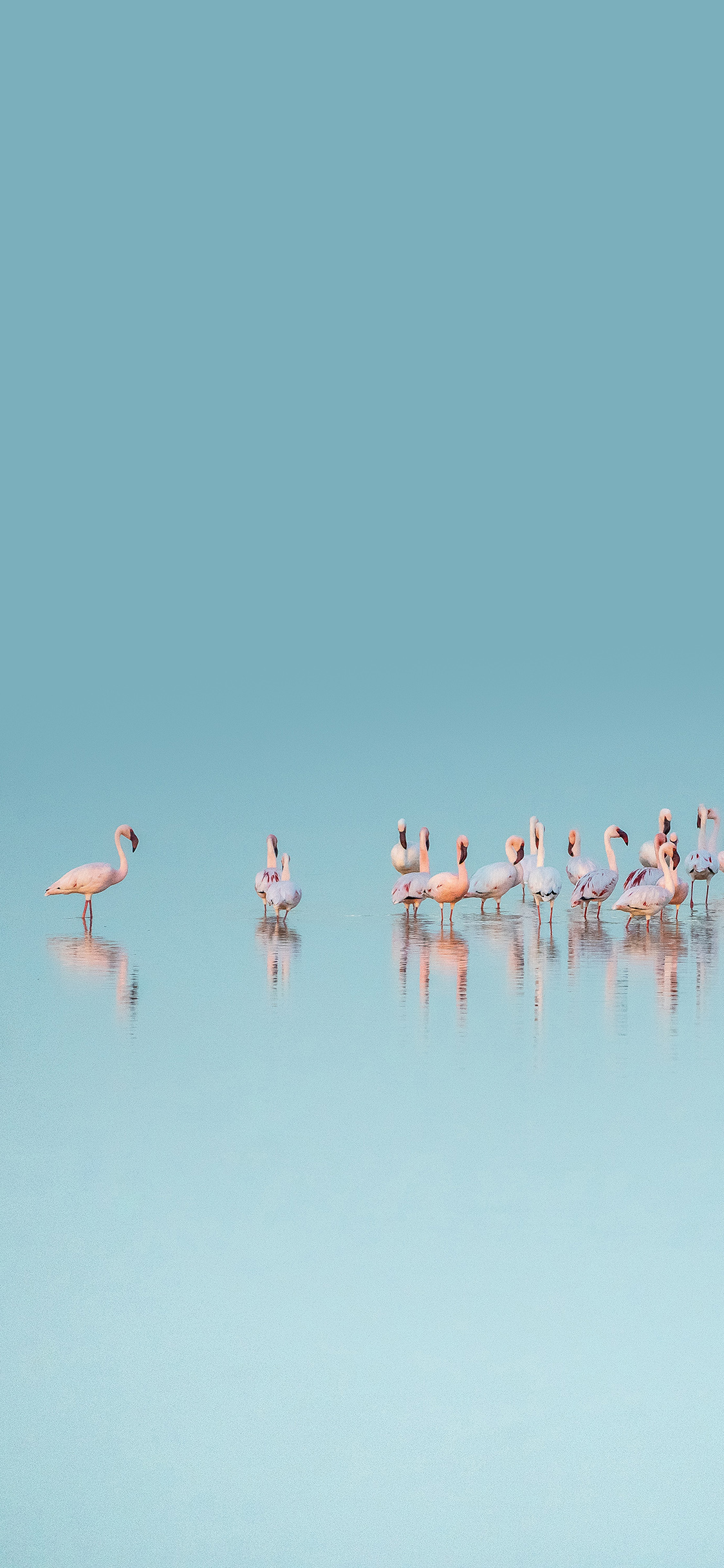 [2436×1125]火烈鸟 站立 种群 蓝色 倒影 苹果手机壁纸图片