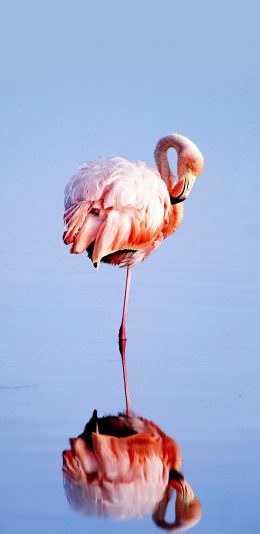 [2436x1125]火烈鸟 粉色 倒影 翅膀 水 苹果手机壁纸图片