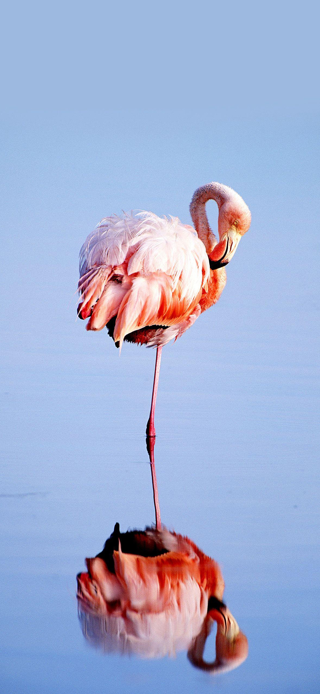 [2436×1125]火烈鸟 粉色 倒影 翅膀 水 苹果手机壁纸图片