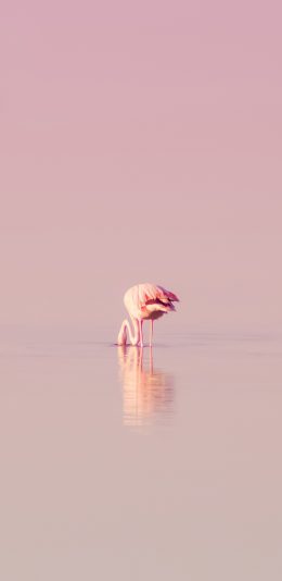 [2436x1125]火烈鸟 粉色 水面 倒影 苹果手机壁纸图片