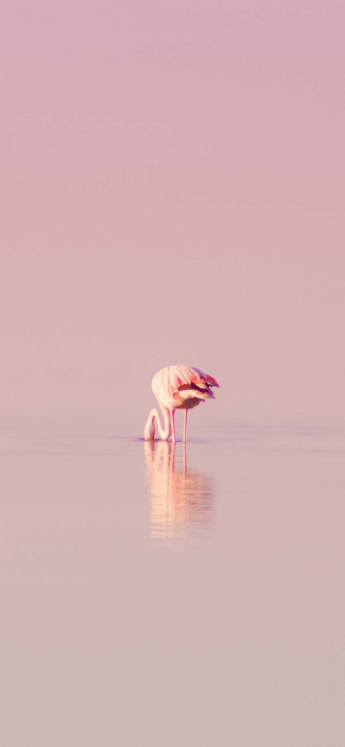 [2436×1125]火烈鸟 粉色 水面 倒影 苹果手机壁纸图片