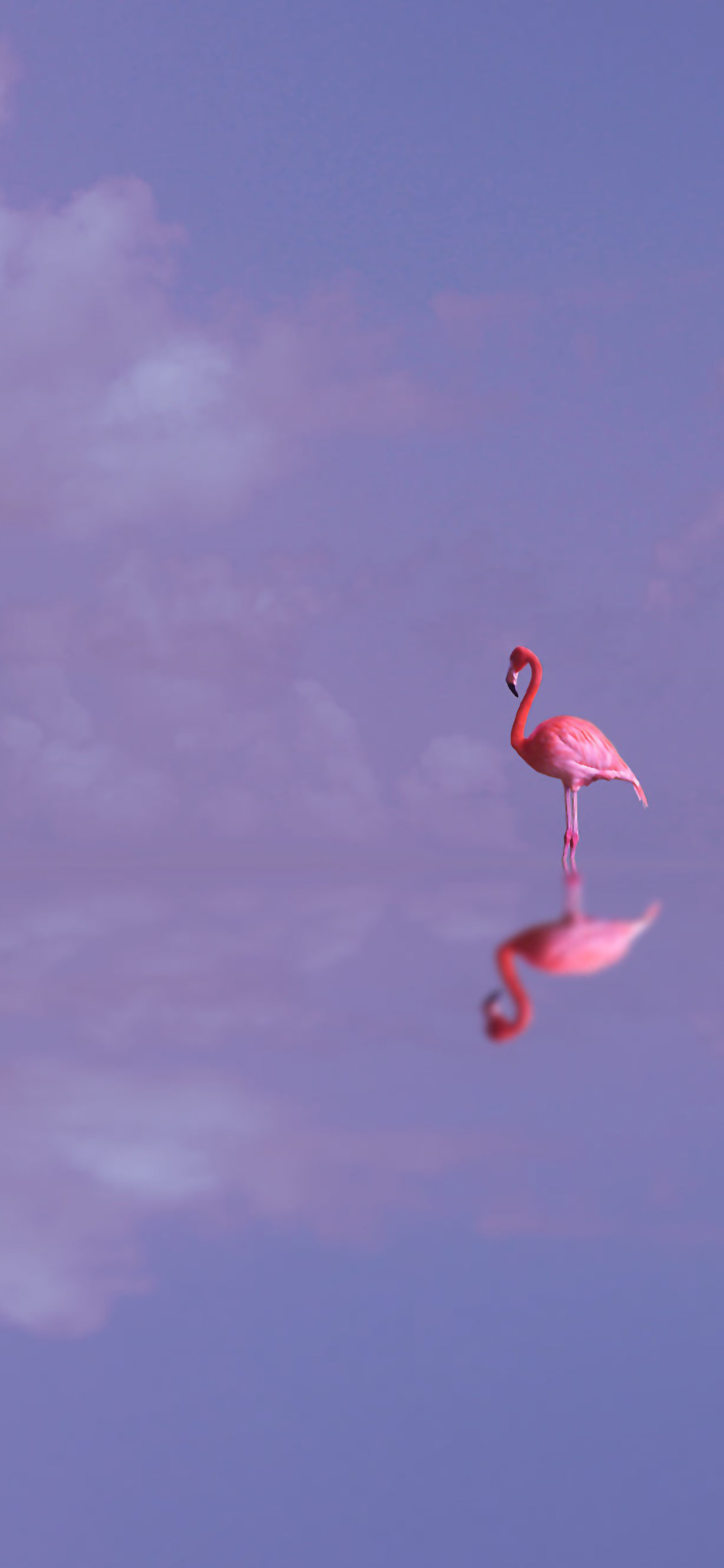 [2436×1125]火烈鸟 紫色 倒影 唯美 苹果手机壁纸图片