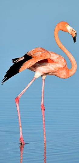 [2436x1125]火烈鸟 红色 湖面 水面 翅膀 苹果手机壁纸图片