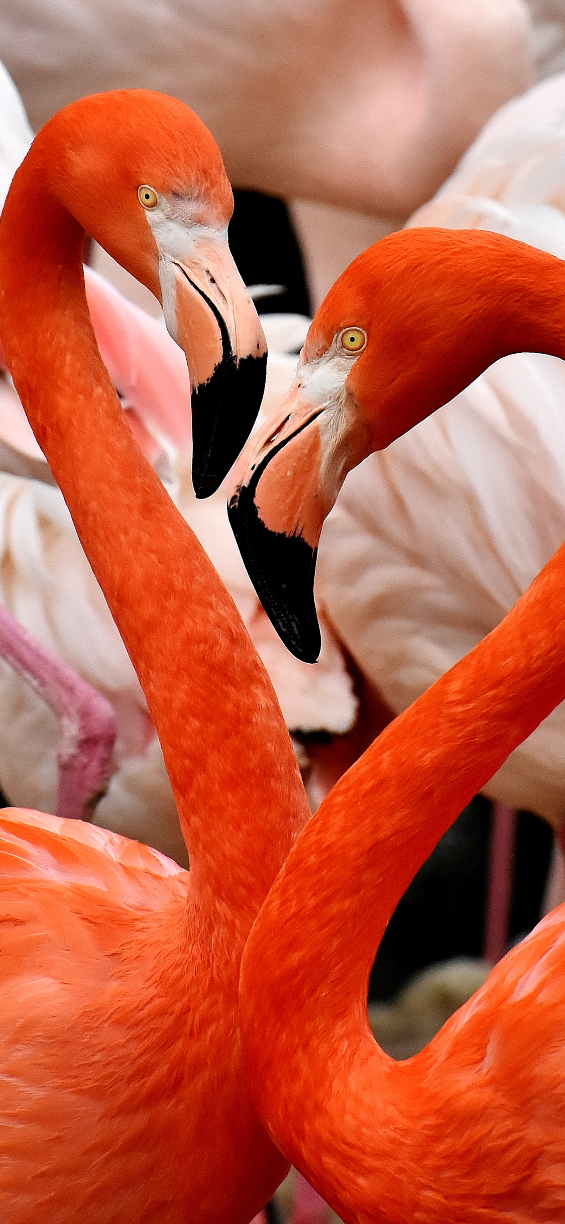 [2436×1125]火烈鸟 红色 热情 浪漫 翅膀 苹果手机壁纸图片