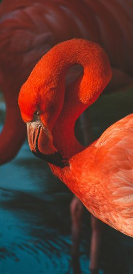 [2436x1125]火烈鸟 红色 羽毛 苹果手机壁纸图片