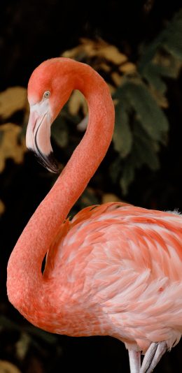 [2436x1125]火烈鸟 红色 羽毛 翅膀 苹果手机壁纸图片