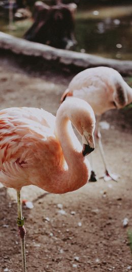 [2436x1125]火烈鸟 红鹳  候鸟 飞鸟 苹果手机壁纸图片