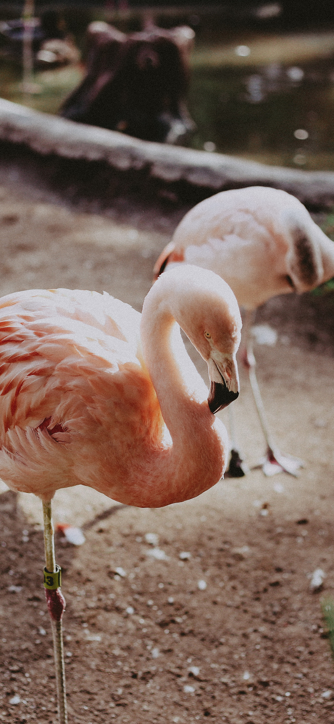 [2436×1125]火烈鸟 红鹳  候鸟 飞鸟 苹果手机壁纸图片