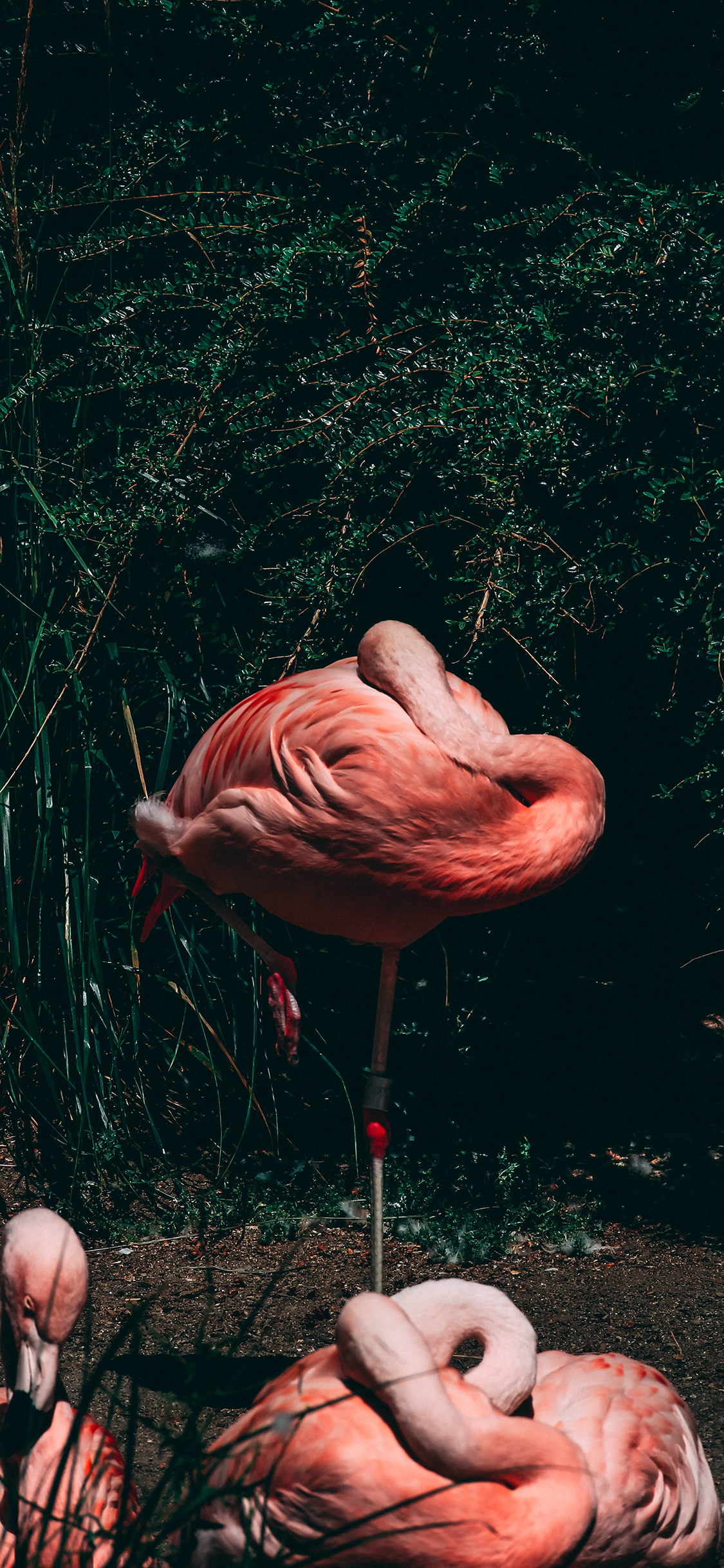 [2436×1125]火烈鸟 群君 羽毛 鲜艳 休憩 苹果手机壁纸图片