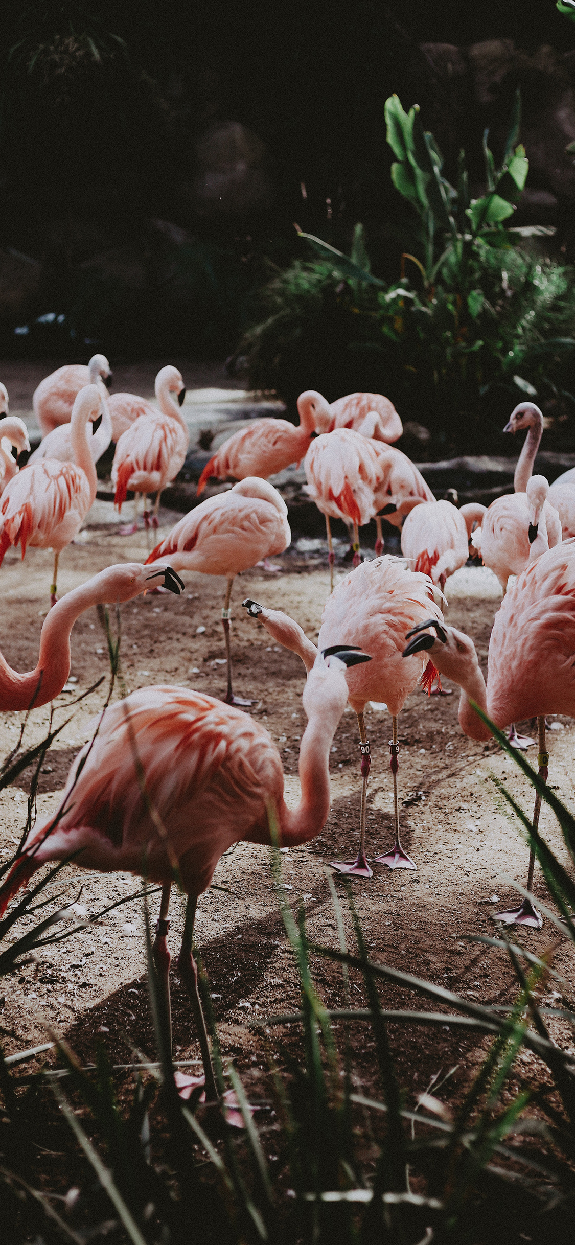 [2436×1125]火烈鸟 群居 红鹳 栖息地 苹果手机壁纸图片