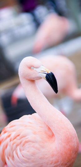 [2436x1125]火烈鸟 群居 羽毛 粉 苹果手机壁纸图片