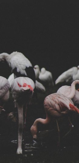 [2436x1125]火烈鸟 群居 觅食 鸟类 苹果手机壁纸图片
