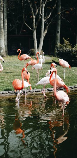 [2436x1125]火烈鸟 群居 鸟类 水岸 苹果手机壁纸图片
