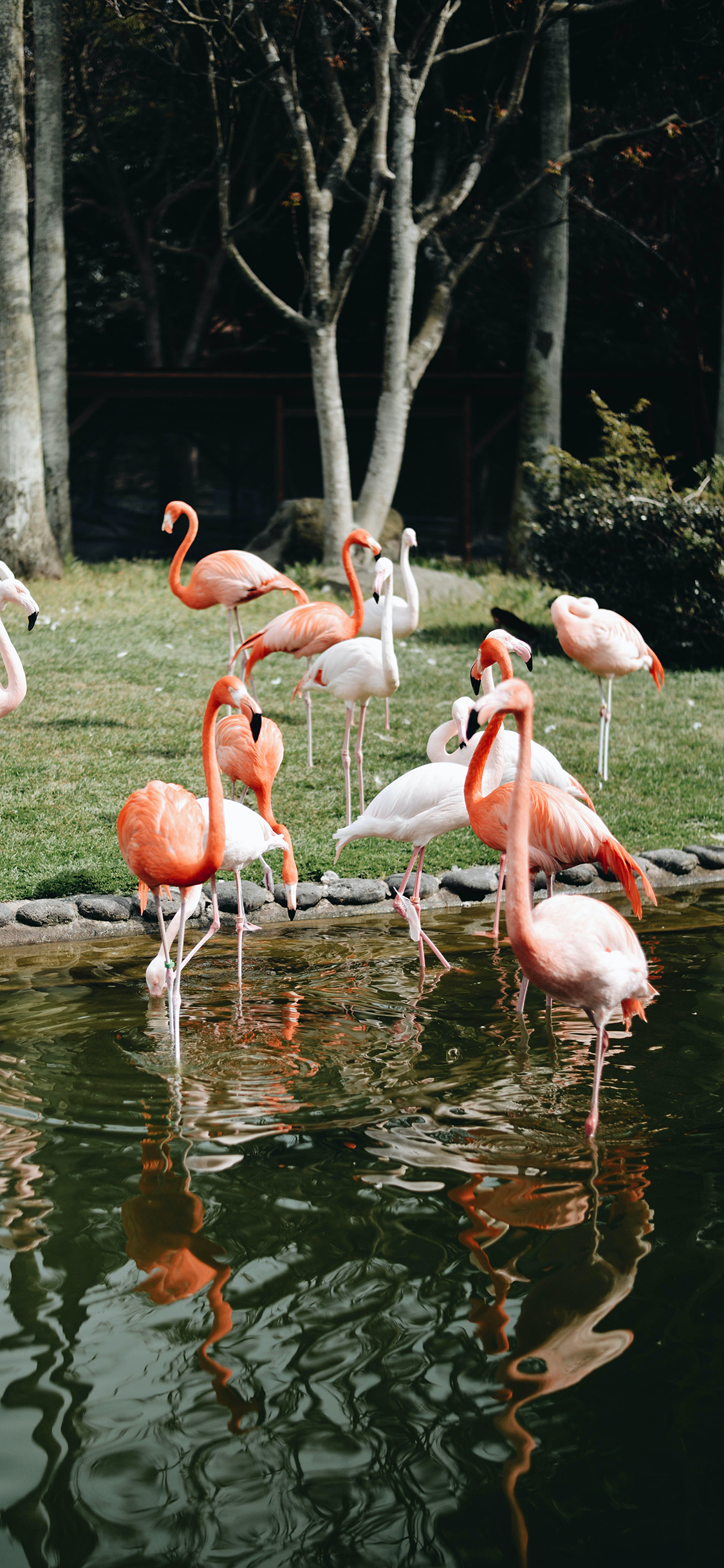 [2436×1125]火烈鸟 群居 鸟类 水岸 苹果手机壁纸图片