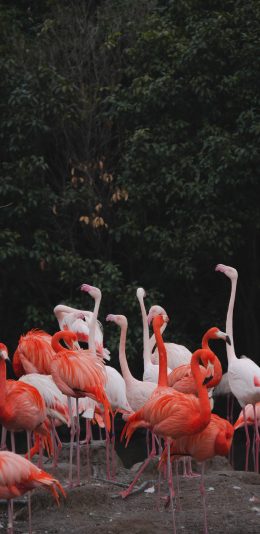 [2436x1125]火烈鸟 群居 鸟类 羽毛 苹果手机壁纸图片