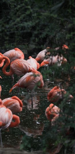 [2436x1125]火烈鸟 群居 鸟类 觅食 苹果手机壁纸图片