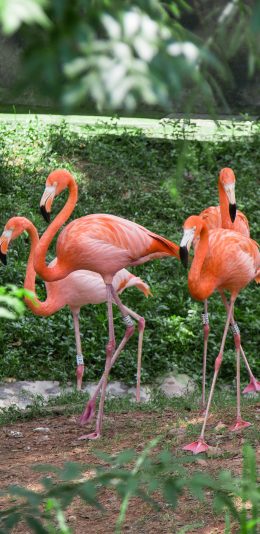 [2436x1125]火烈鸟 群居 鸟类 飞禽 苹果手机壁纸图片