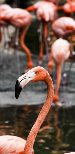 [2436x1125]火烈鸟 羽毛 喙 种群 苹果手机壁纸图片