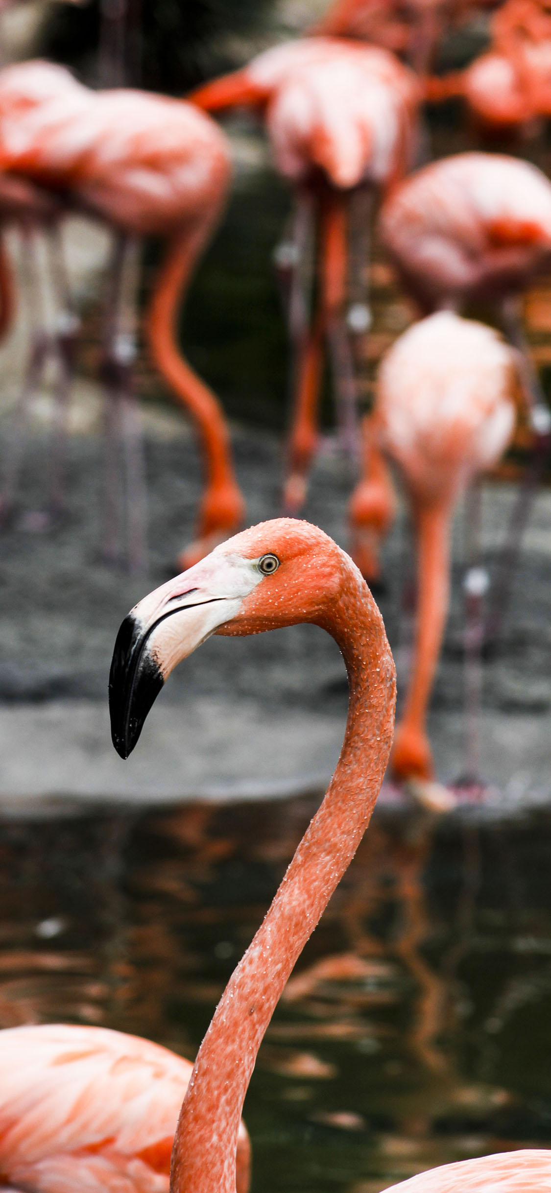 [2436×1125]火烈鸟 羽毛 喙 种群 苹果手机壁纸图片