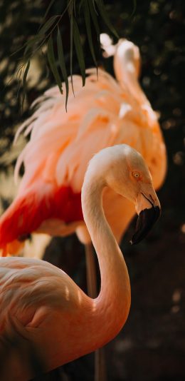 [2436x1125]火烈鸟 羽毛 喙 站立 苹果手机壁纸图片