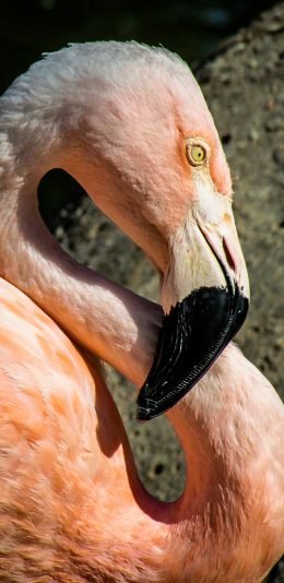 [2436x1125]火烈鸟 羽毛 粉 鸟类 苹果手机壁纸图片