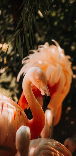 [2436x1125]火烈鸟 羽毛 粉色 喙 苹果手机壁纸图片