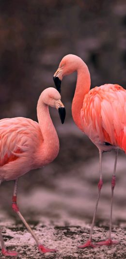 [2436x1125]火烈鸟 羽毛 红色 站立 苹果手机壁纸图片