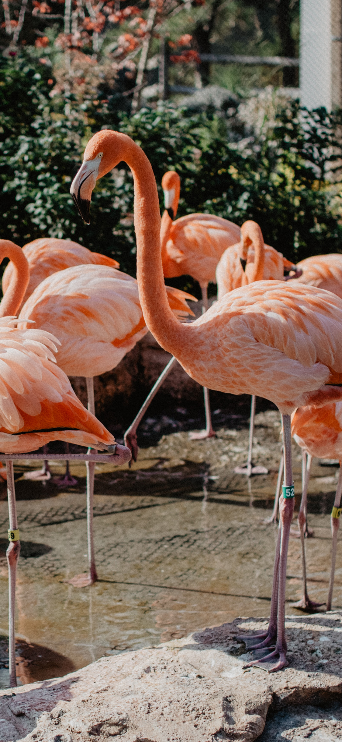 [2436×1125]火烈鸟 羽毛 群居 饲养 苹果手机壁纸图片