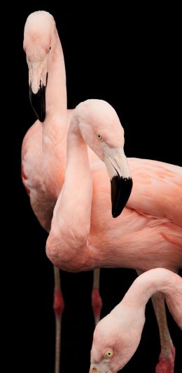 [2436x1125]火烈鸟 羽毛 翅膀 苹果手机壁纸图片