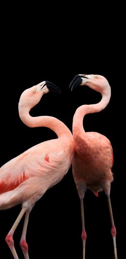 [2436x1125]火烈鸟 羽毛 翅膀 爱心 苹果手机壁纸图片