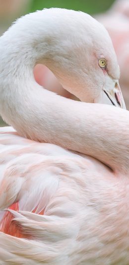 [2436x1125]火烈鸟 羽毛 翅膀 粉色 美丽 苹果手机壁纸图片