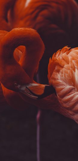 [2436x1125]火烈鸟 羽毛 翅膀 红色 苹果手机壁纸图片