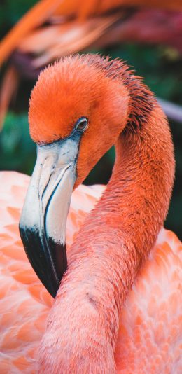 [2436x1125]火烈鸟 羽毛 艳丽 鸟类 飞鸟 苹果手机壁纸图片