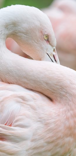 [2436x1125]火烈鸟 羽毛 褪色 S 苹果手机壁纸图片