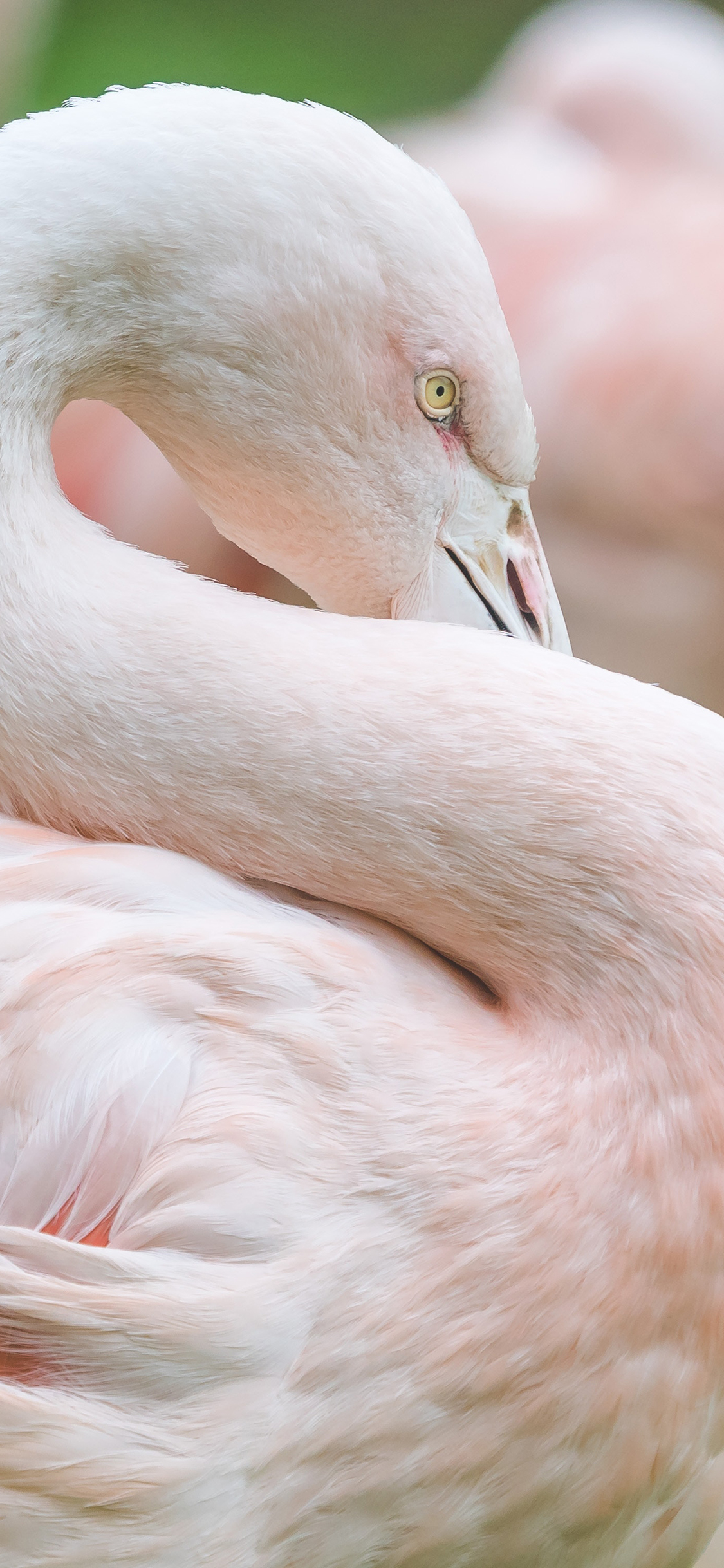 [2436×1125]火烈鸟 羽毛 褪色 S 苹果手机壁纸图片